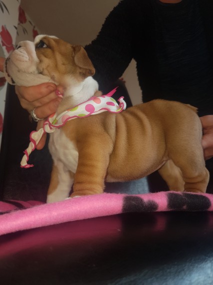 Regalo Bulldog inglese cuccioli disponibili