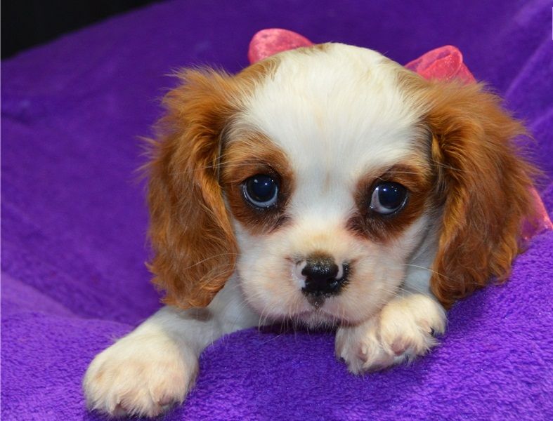 Regalo cavalier king cuccioli meravigliosi !