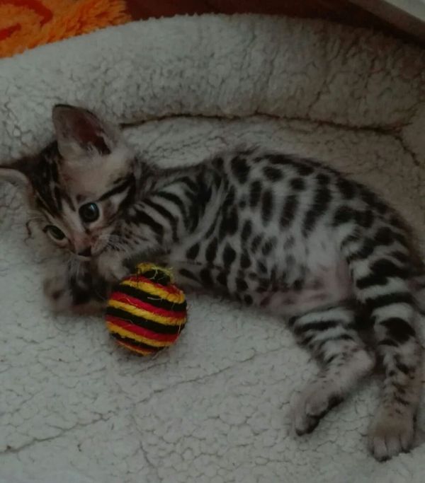  regalo Bengala gattini disponibili per l'adozione
