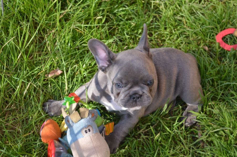  Maschio e femmina adorabile bulldog francese  cuccioli disponibili per l'adozione