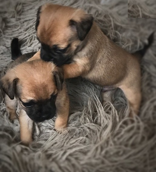 REGALO Cuccioli di Calino