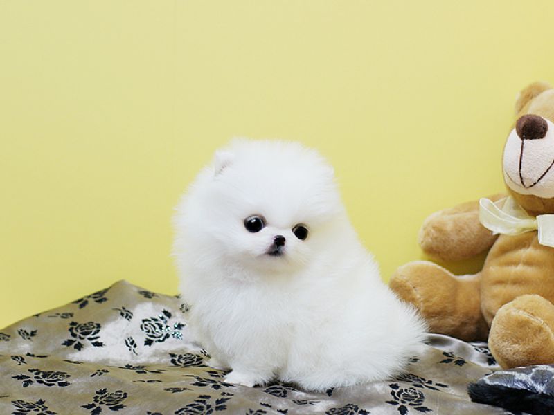 Pomeranian cuccioli con Pedigree Regalo