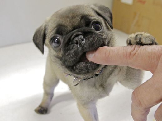 Cuccioli di carlino,,