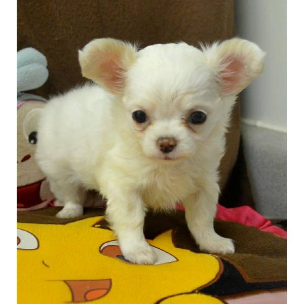 Offriamo cucciolo di chihuahua