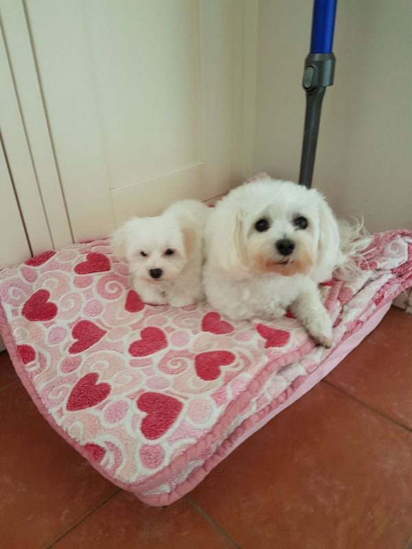 Splendidi 3 cuccioli di razza Maltese per adozione