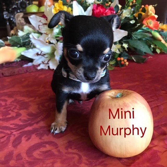 Regalo cuccioli di chihuahua Mini toy