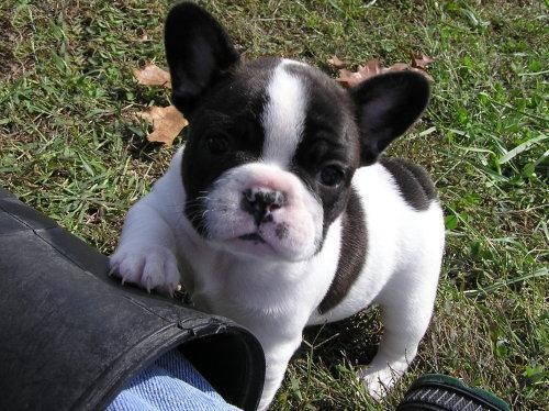 Regalo Cuccioli di Cane a Bulldog Francese