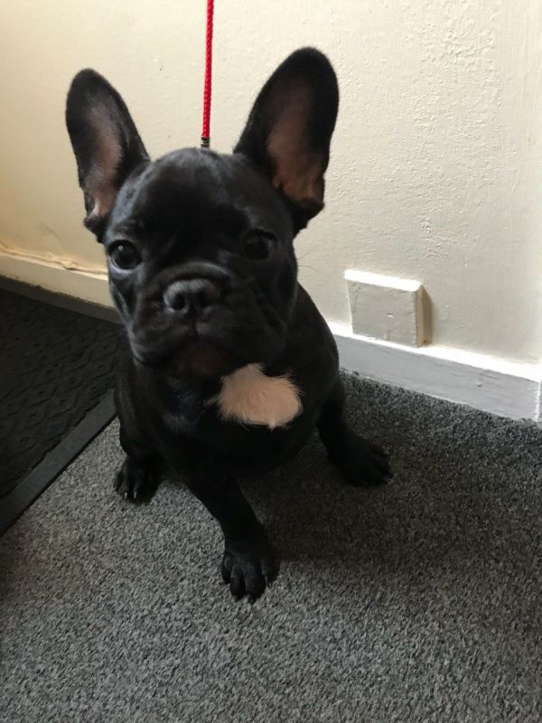 REGALO Bulldog francese blu bianco femmina e maschio