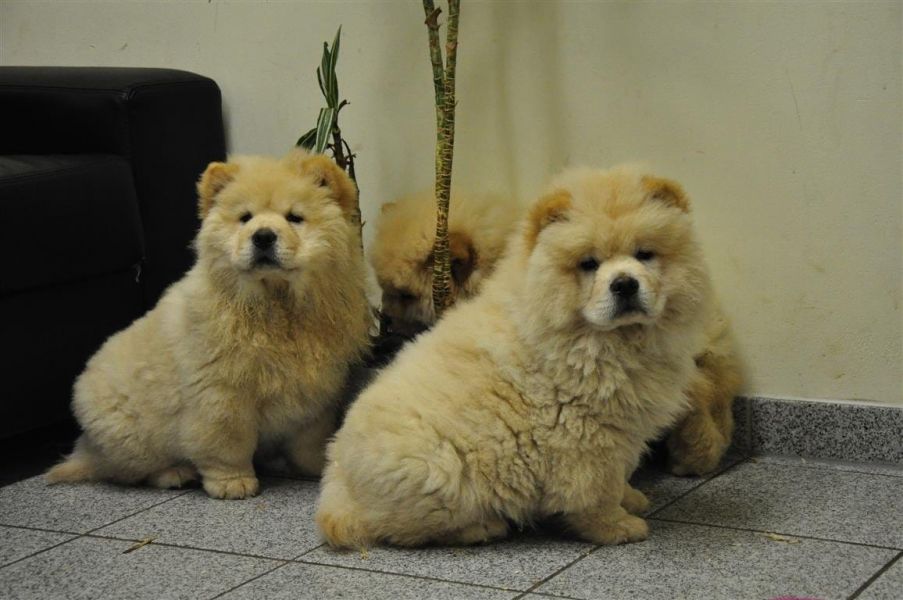  regalo cuccioli di chow chow  disponibili per l'adozione