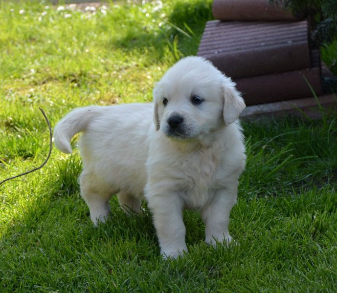 Molto bella e sani cuccioli di golden retriever per adozione maschi e femmine disponibili (gratis)