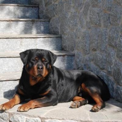 cuccioli Rottweiler alta genealogia 