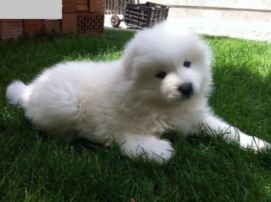 Molto bella e sani cuccioli di samoiedo per adozione maschi e femmine disponibili (gratis) 