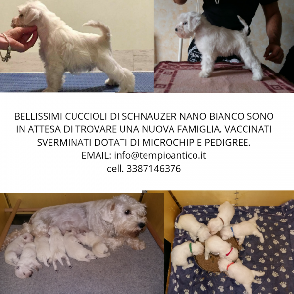 Cuccioli schnauzer nano bianco