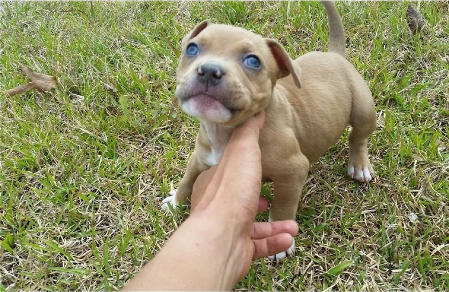 Regalo Cucciolo di pitbull in pronta consegna
