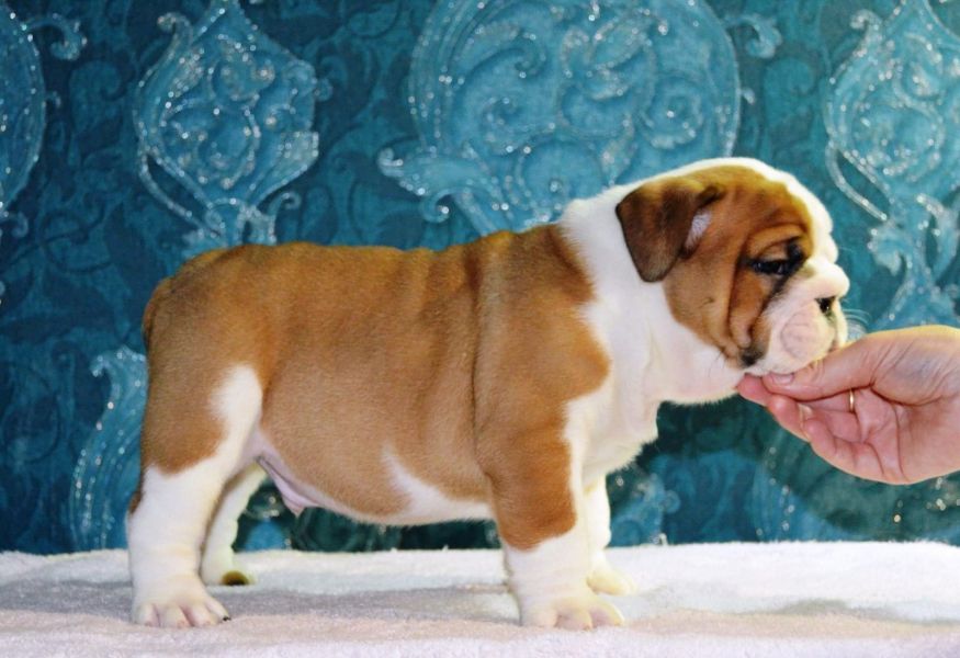 Molto bella e sani cuccioli di bulldog inglise  per adozione maschi e femmine disponibili (gratis) 