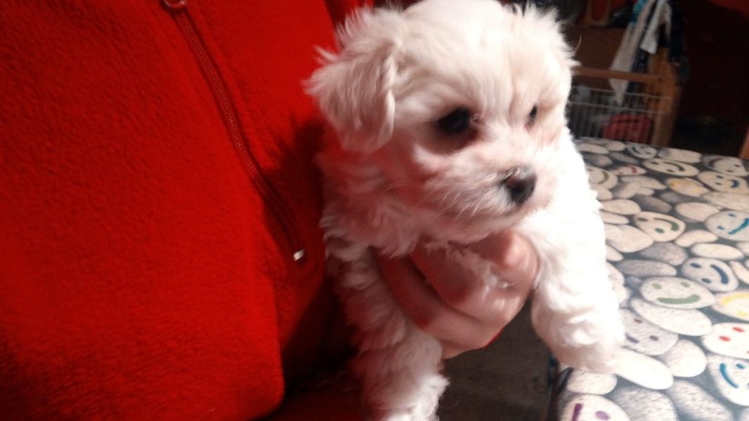 Dolce cuccioli di  maltese toy  in cerca di una nuova casa.