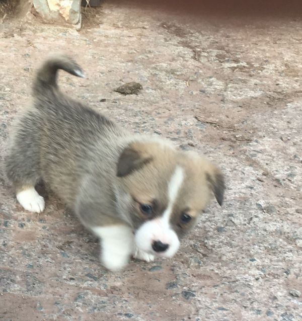 Carino Maschio e Femminile cuccioli Welsh Corgi