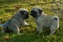 Cuccioli di carlino , maschio e femmina  cuccioli di carlino , maschio e femmina