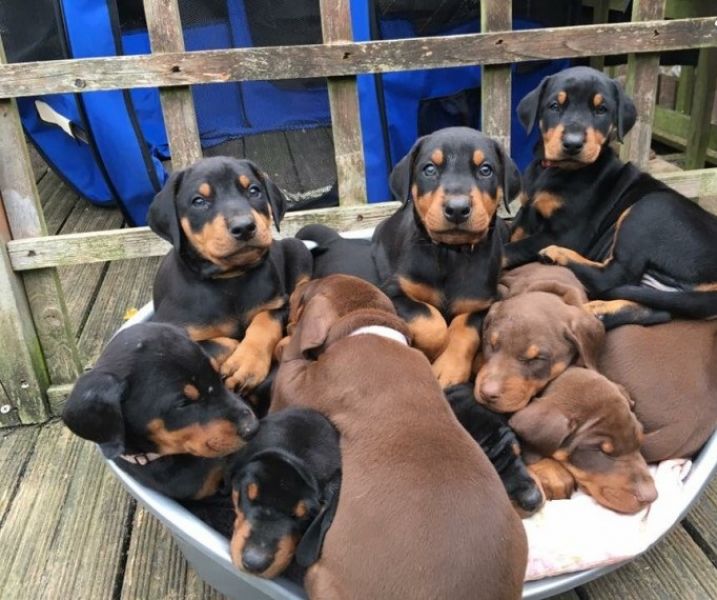Regalo Cuccioli di Dorberman  in pronta consegna i cuccioli verranno Dato dopo 90 giorni dalla nasci