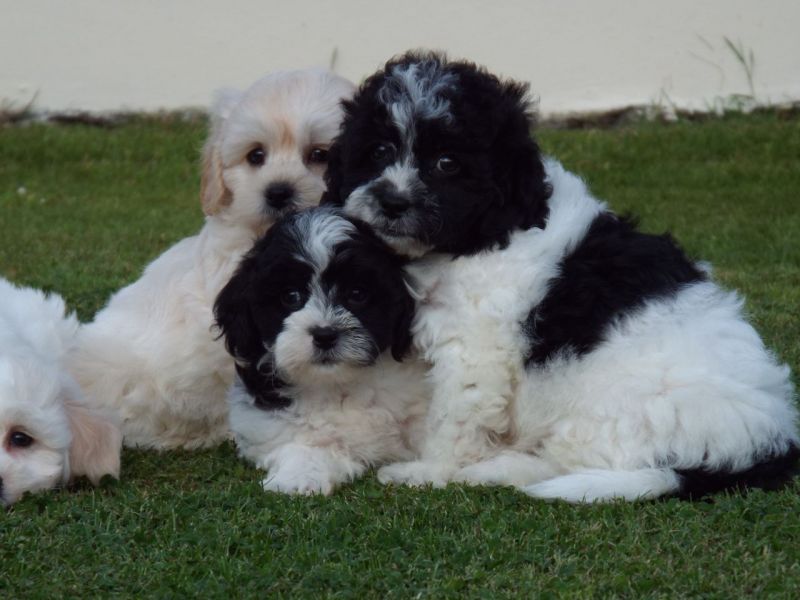 Regalo Cuccioli di Shih Tzu  in pronta consegna i cuccioli verranno Dato dopo 90 giorni dalla nascit