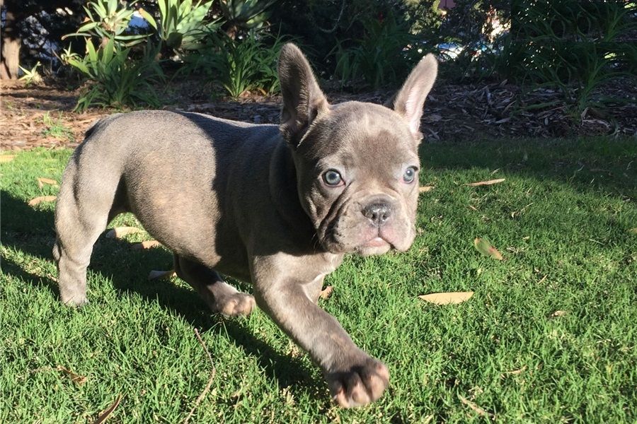 REGALO Cuccioli di Bulldog Francese