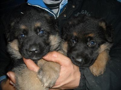 super cuccioli pastore tedesco