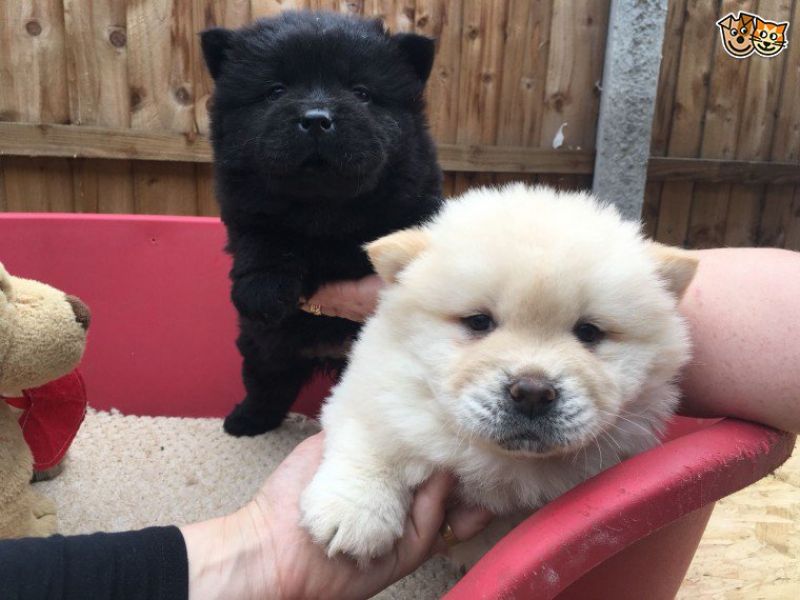 REGALO CUCCIOLI DI CHOW CHOW MASCHI E FEMMINE  Cuccioli di Cane razza CHOW CHOW maschio e femmina ve