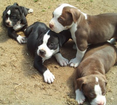 REGALO Cuccioli di Pit Bull