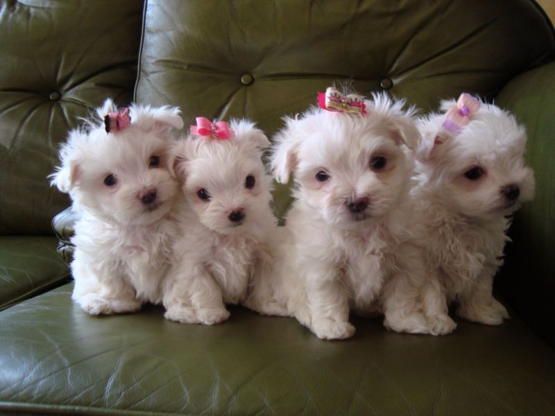 Regalo cuccioli di maltese per l'adozione