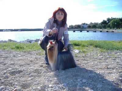 Yorkshire Terrier splendidi cuccioli