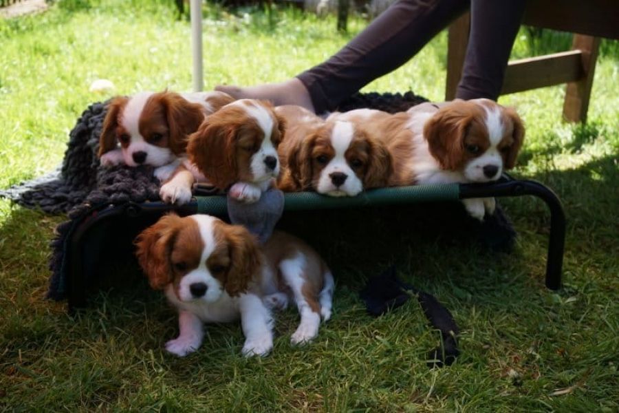  regalo cuccioli di cavalier king charles spaniel  disponibili per l'adozione