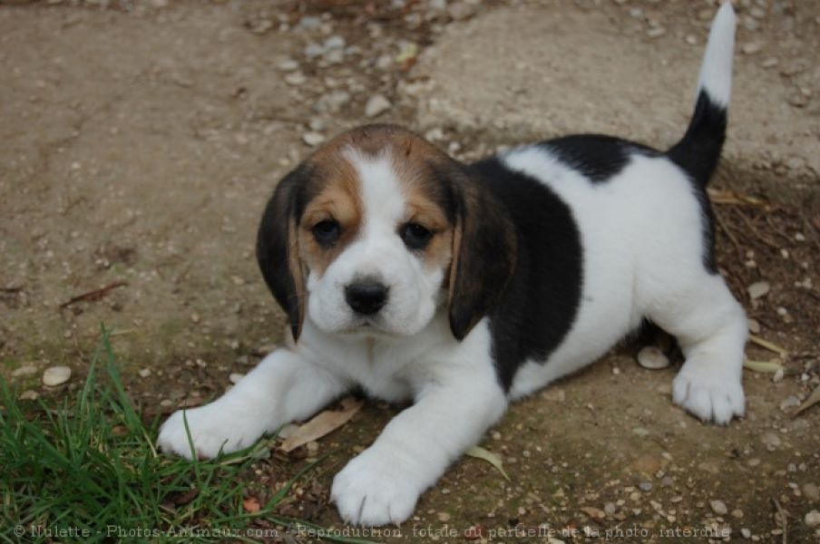 Cuccioli di beagle femminucce e maschietti disponibili per l'adozione gratuita