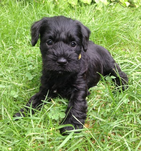 Molto bella e sani  cuccioli di Miniature Schnauzer   per adozione maschi e femmine disponibili (gra