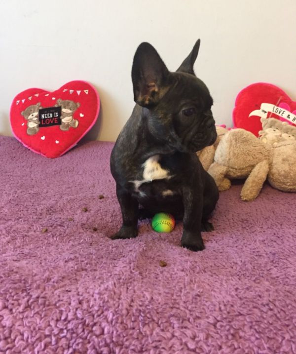 REGALO Bulldog francese blu bianco femmina e maschio