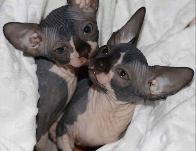 Gattini di Sphynx   per adozione ( maschio e femmina )