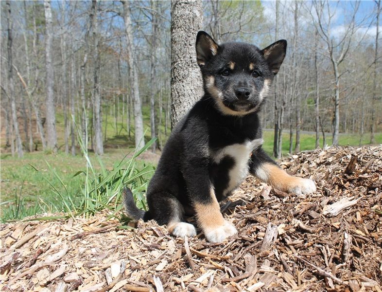 REGALO Cuccioli Shiba Inu cuccioli Shiba Inu maschio e femmina disponibile. Tutti i documenti sono d