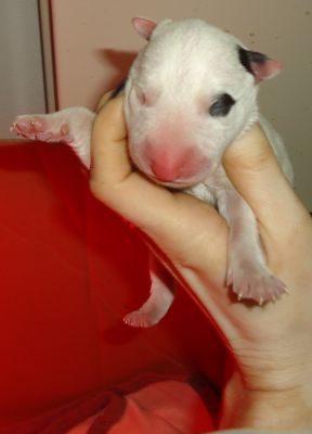 CUCCIOLI DI BULL TERRIER 