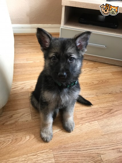 Regalo adorabili cuccioli pastore australiano femminucce e maschietti