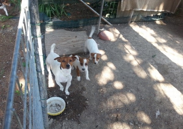 Regalo cuccioli jack reussell terrier