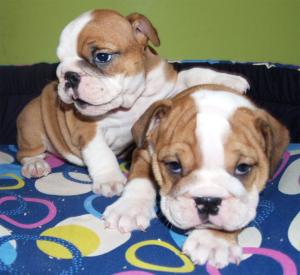 Splendidi cuccioli di bulldog inglese.(maschio e femmina)
