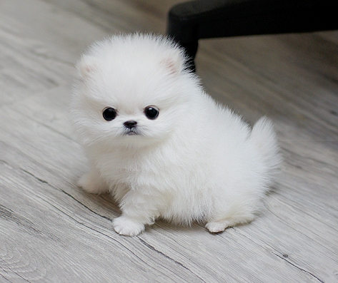 Bellissimi Cuccioli Pomerania