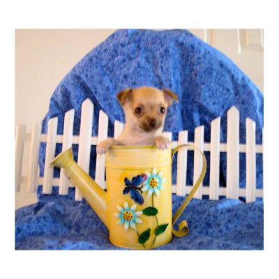 Cuccioli di Chihuahua disponibili per l'adozione