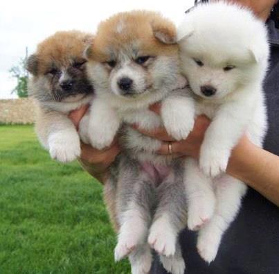 Adorabili cuccioli di akita-inu femminucce e maschietti disponibili per l'adozione 
