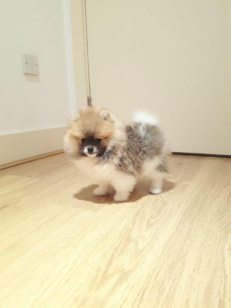  { Regalo Volpino di pomerania (spitz tedesco nano