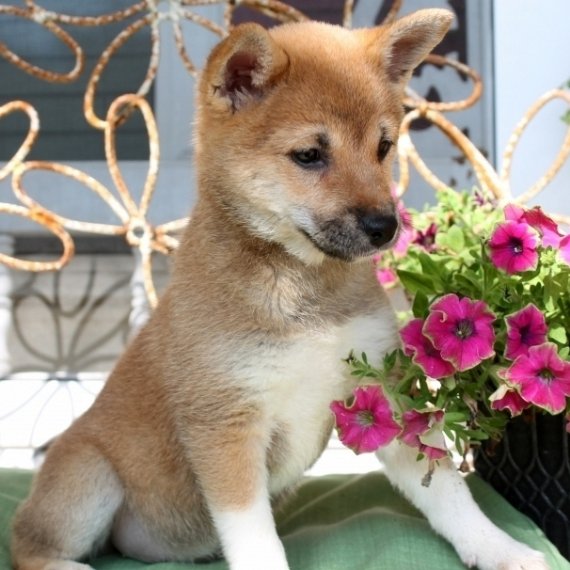REGALO Cuccioli Shiba Inu