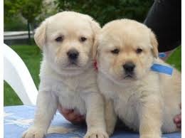Adorabili cuccioli di labrador femminucce e maschietti disponibili per l'adozione 