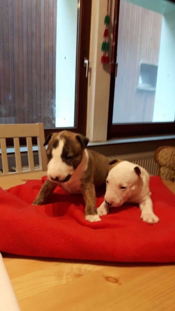 Molto bella e sani cuccioli di miniature bull terrier per adozione maschi e femmine disponibili (gra