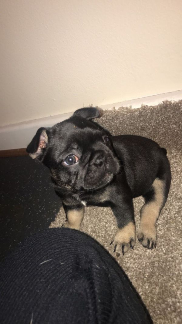 REGALO Cuccioli di Bulldog Francese