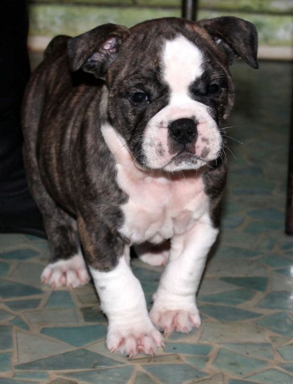  cuccioli di Bulldog Francese per adozione ( maschio e femmina )
