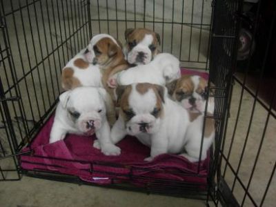 cute e adorabile inglese cuccioli di bulldog per l'adozione
